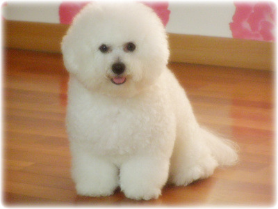 몽실이 이미지